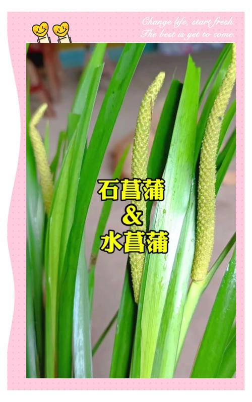 菖蒲有多少个品种?常见园艺品种对比与选购指南 常见误区与纠正