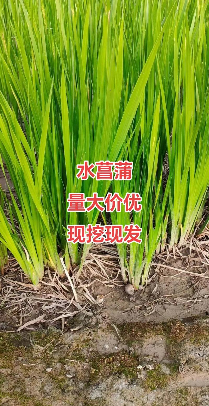 菖蒲有多少个品种?常见园艺品种对比与选购指南 FAQ