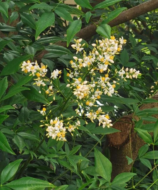 南天竹一年开几次花？花期果期与养护全指南