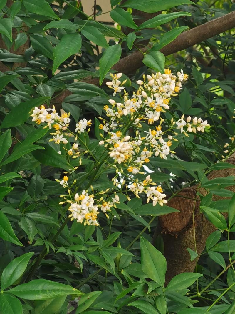 南天竹一年开几次花?花期果期与养护全指南 南天竹一年开几次花?花期果期与养护全指南