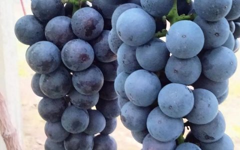 南太湖葡萄品种介绍与种植指南：阳光玫瑰、夏黑等主流品种全方位解析