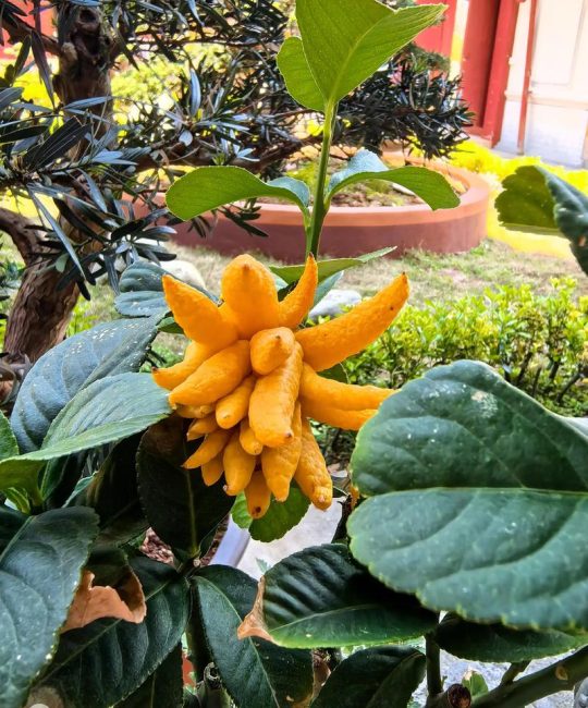 佛爷花是什么花？带你认识这种被称为“痒痒树”的美丽植物