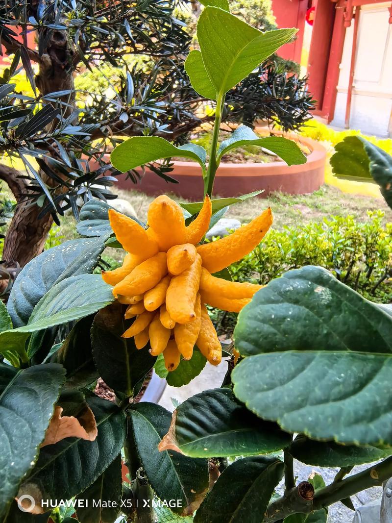 佛爷花是什么花?带你认识这种被称为“痒痒树”的美丽植物 佛爷花是什么花?带你认识这种被称为“痒痒树”的美丽植物