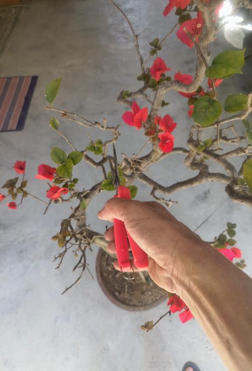 三角梅夏天能修剪吗?夏季养护全攻略 三角梅夏天能修剪吗?夏季养护全攻略