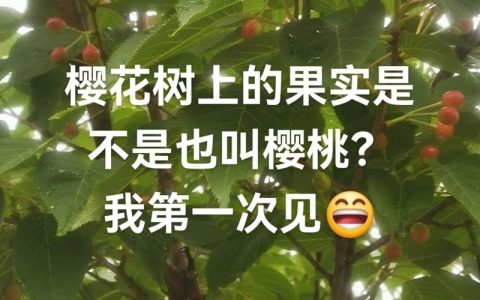怎么区分樱桃树和樱花树？6大维度精准对比（2026年最新指南）