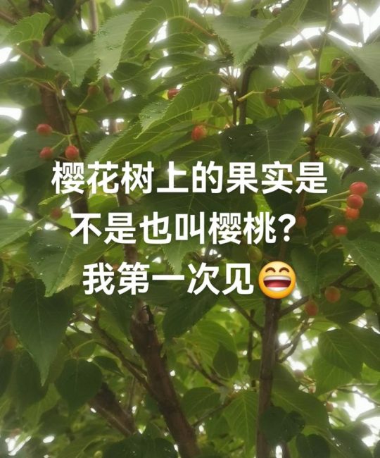 怎么区分樱桃树和樱花树？6大维度精准对比（2026年最新指南）