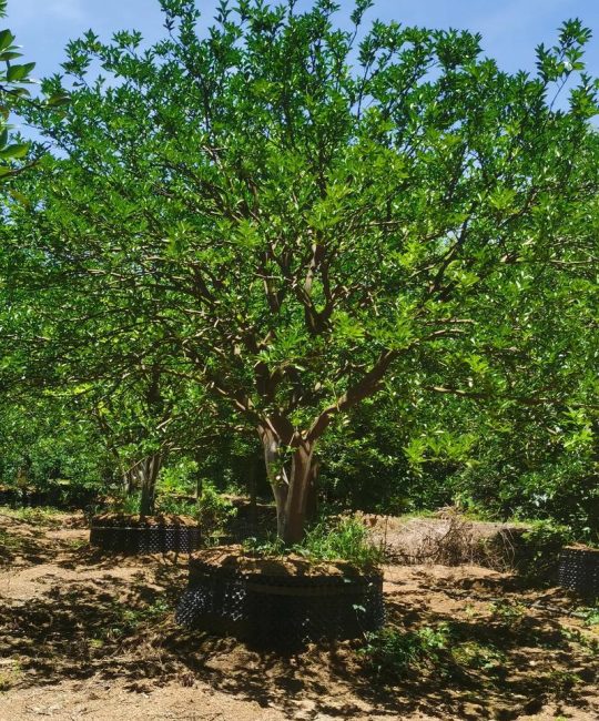 古布阿苏果树苗价格多少钱一棵？规格、产地与数量影响报价