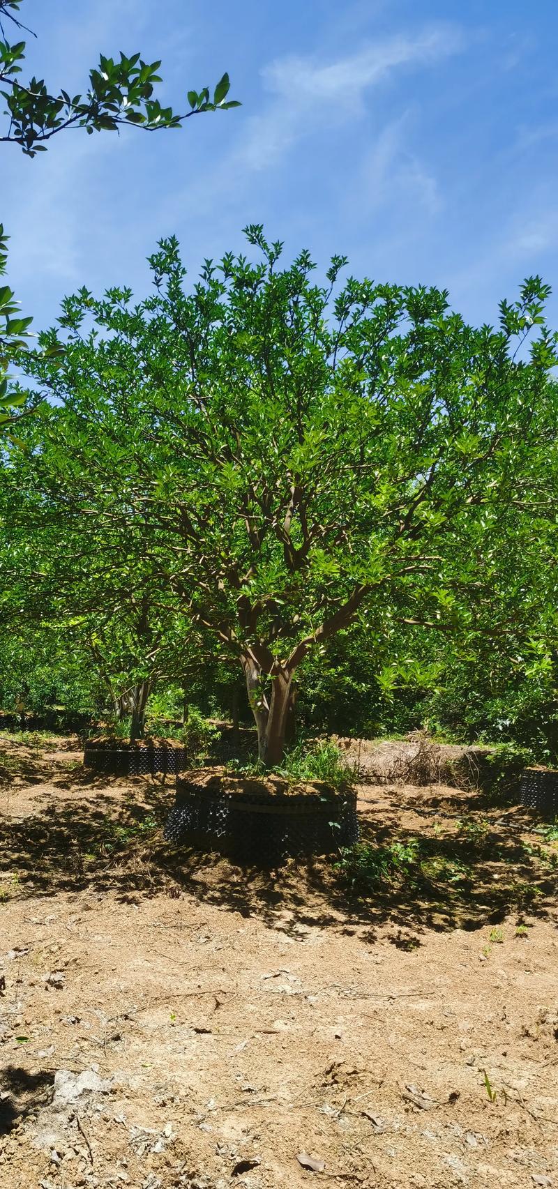 古布阿苏果树苗价格多少钱一棵?规格、产地与数量影响报价 古布阿苏果树苗价格多少钱一棵?规格、产地与数量影响报价