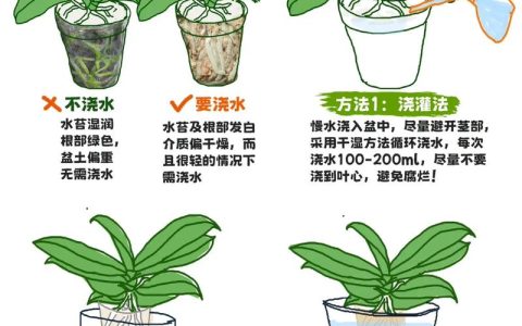 蝴蝶兰开花期间怎么浇水？掌握这6个养护要点，花期延长半年