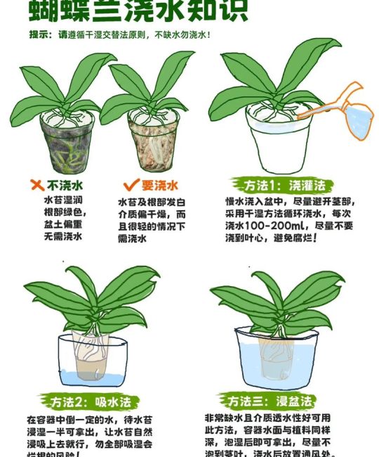 蝴蝶兰开花期间怎么浇水？掌握这6个养护要点，花期延长半年