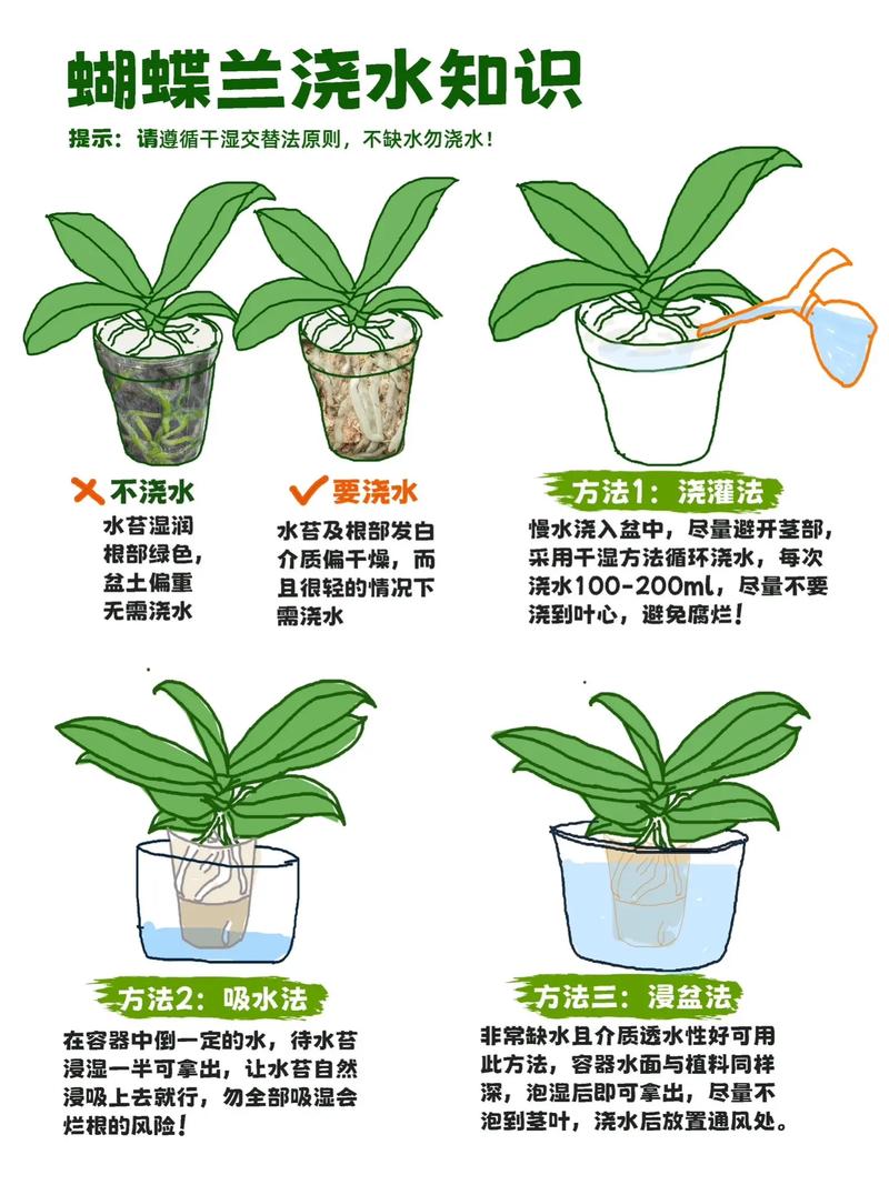 蝴蝶兰开花期间怎么浇水?掌握这6个养护要点,花期延长半年 蝴蝶兰开花期间怎么浇水?掌握这6个养护要点,花期延长半年