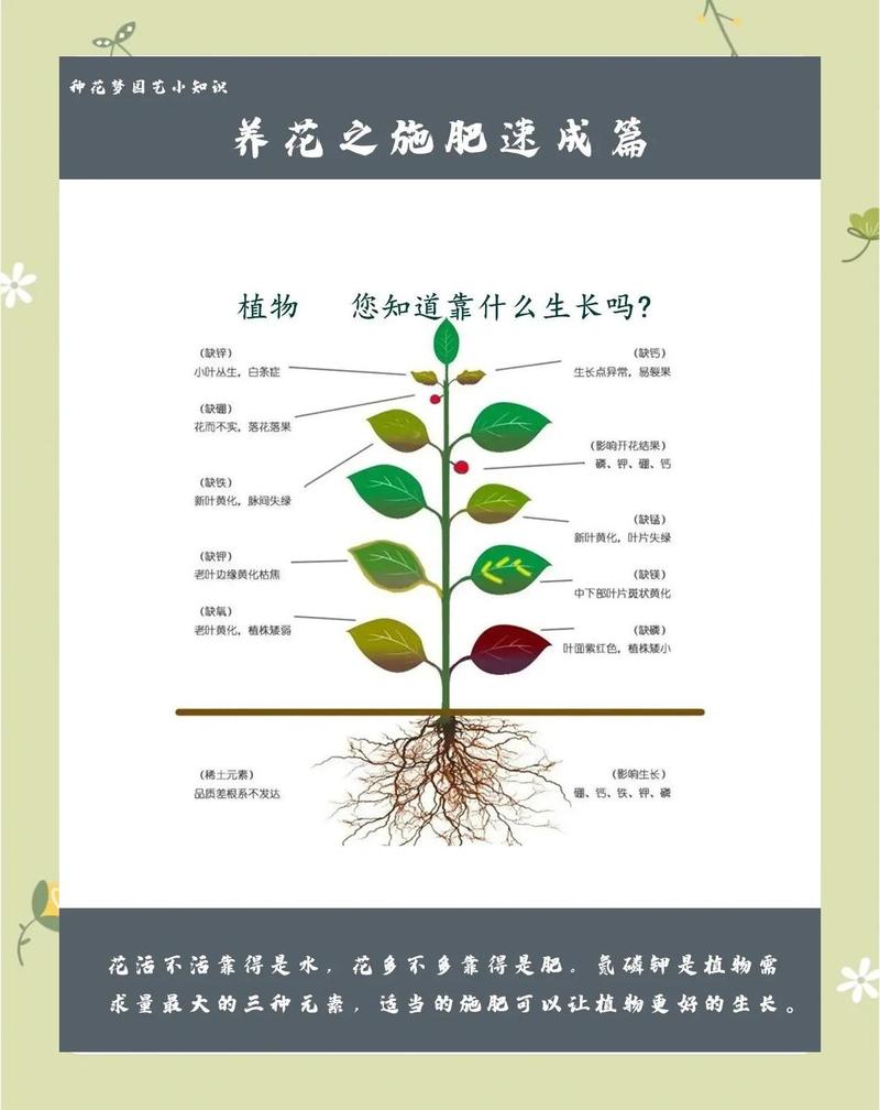 樱桃树怎么施肥?家庭养护全攻略,从施肥到防冻一次说清 越冬越夏:樱桃树冬季防冻是关键,夏季注意防日灼和暴雨