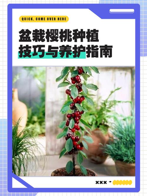 樱桃树怎么施肥?家庭养护全攻略,从施肥到防冻一次说清 光照:樱桃树是喜光果树,充足光照是保证果实品质的前提