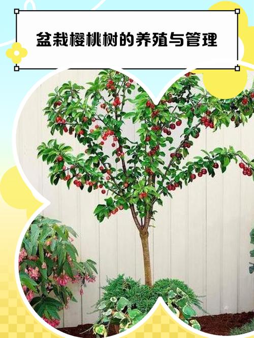 樱桃树怎么施肥?家庭养护全攻略,从施肥到防冻一次说清 换盆或田间管理:盆栽樱桃树每2-3年换盆一次,地栽树需每年松土和除草