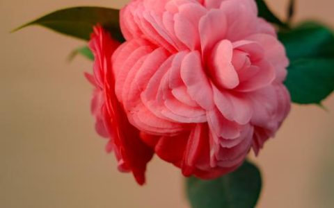 山茶花一年开几次花？花期养护与促花技巧全攻略