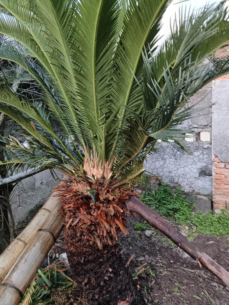 铁树什么时候移栽最合适?掌握最佳时机提高成活率 铁树什么时候移栽最合适?掌握最佳时机提高成活率