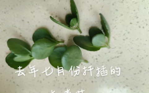 长寿花几月份扦插成活率高？家庭繁殖全流程技术指导