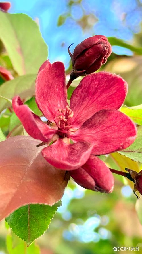 樱花有没有红色的?——揭秘那些惊艳的红樱品种 三、如何种植与养护红色樱花