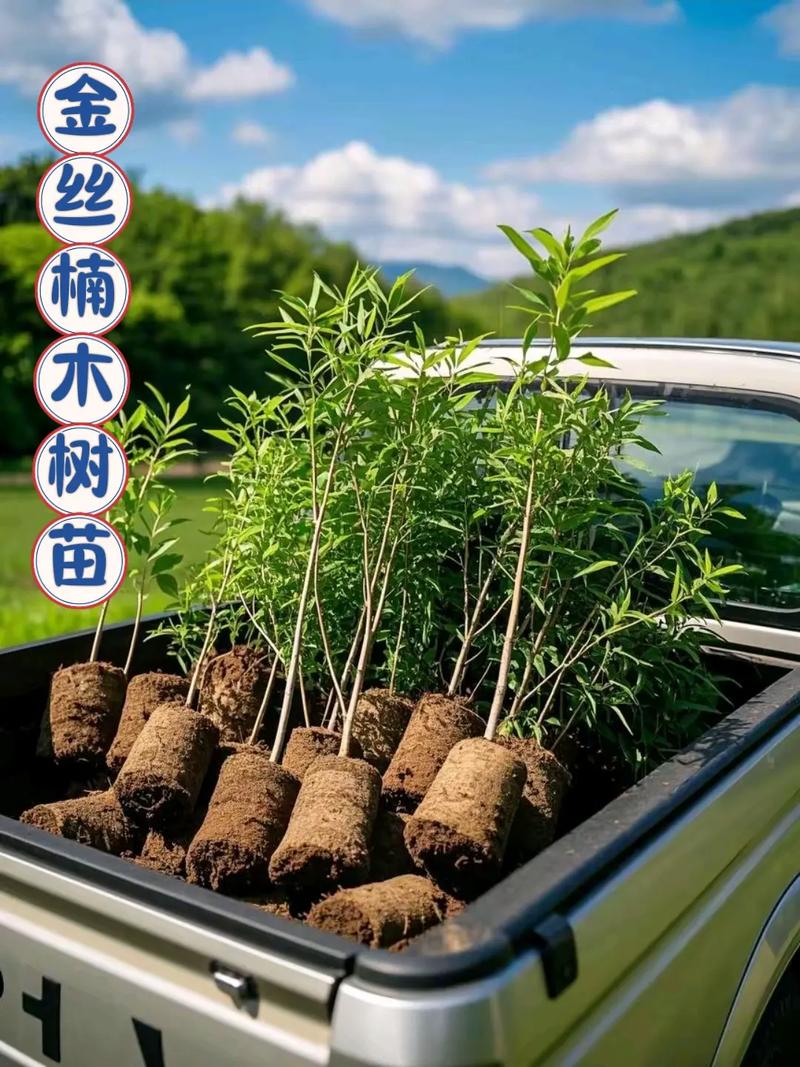 农村种植什么树木前景最好?标准化种植指南 六、缓苗管理(遮阴保湿)