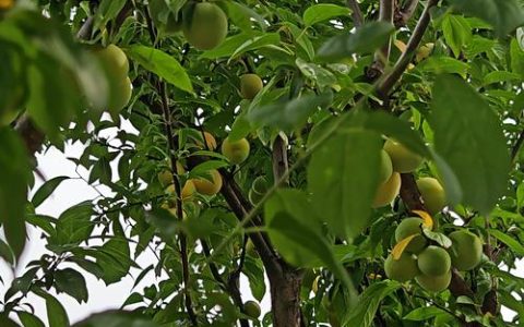 李子树特点全解析：从形态特征到种植要点