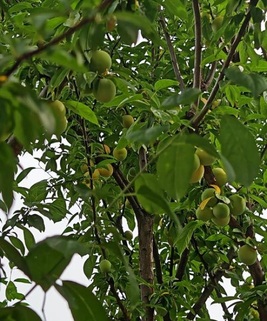 李子树特点全解析：从形态特征到种植要点