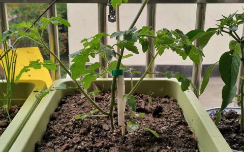 家庭番茄苗修剪全攻略：如何通过合理整枝让果实又大又多