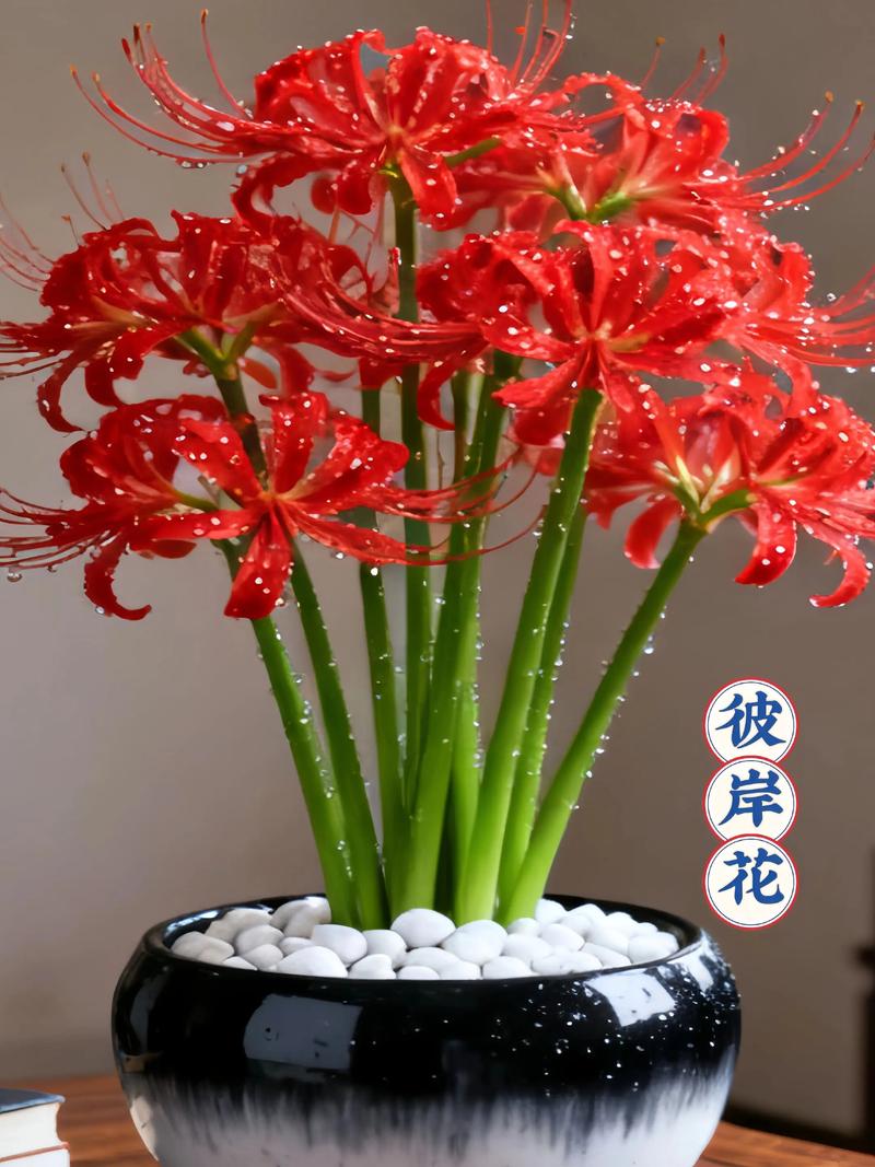 石蒜花冬天还有叶子吗?详解生长周期与南北养护差异 五、适种区域与种植方式