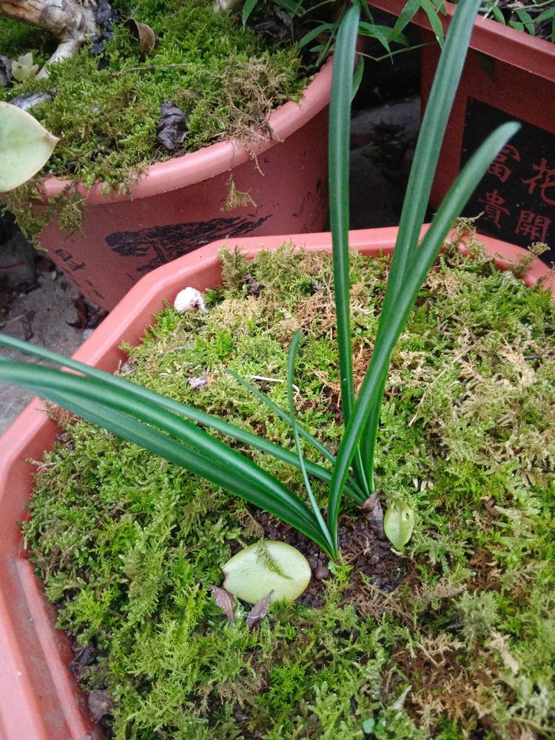 石蒜花冬天还有叶子吗?详解生长周期与南北养护差异 六、南北种植差异化建议