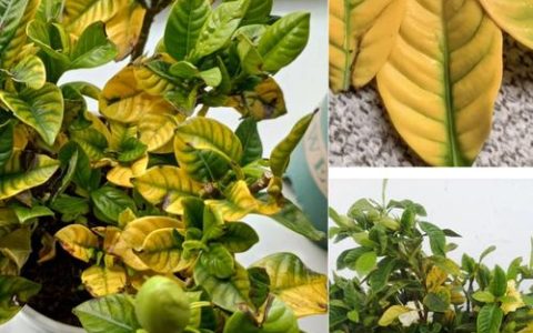 栀子花叶子变黄怎么办？原因分析与拯救指南