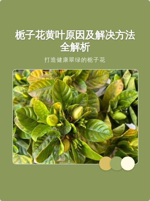 栀子花叶子变黄怎么办?原因分析与拯救指南 五、温度与湿度不适