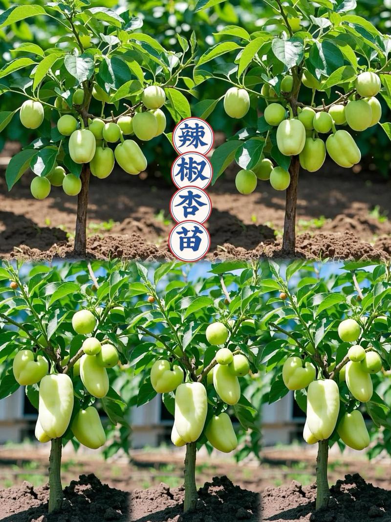 六、门前种植实操要点