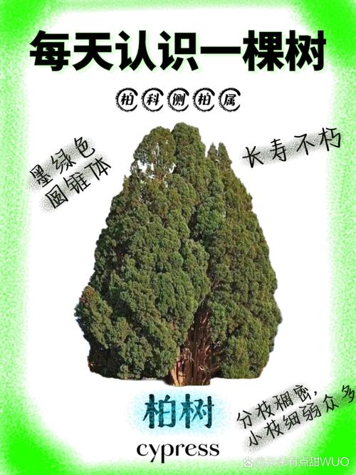 柏树长的什么样?园艺视角下的全方位识别指南 四、球果:藏在绿叶间的“小绿球”