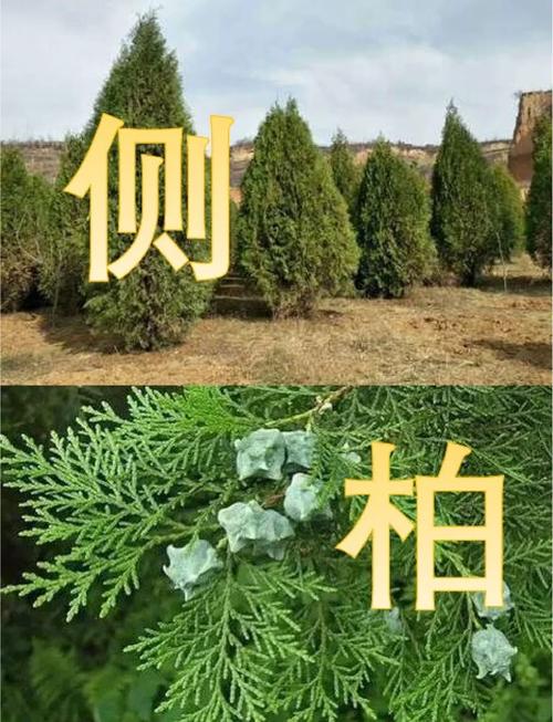 柏树长的什么样?园艺视角下的全方位识别指南 六、柏树在园艺中的养护要点