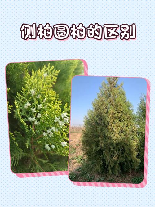 柏树长的什么样?园艺视角下的全方位识别指南 总结