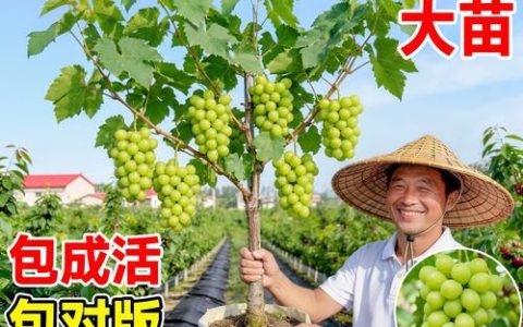 正宗的阳光玫瑰葡萄苗哪里买？采购核查与种植全攻略