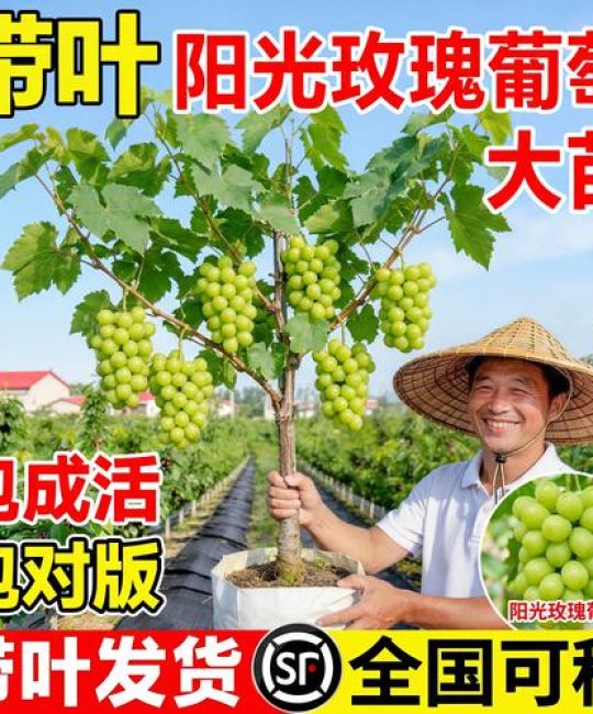 正宗的阳光玫瑰葡萄苗哪里买？采购核查与种植全攻略