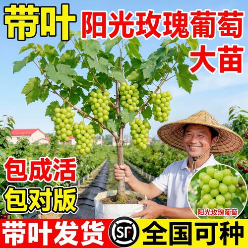 正宗的阳光玫瑰葡萄苗哪里买?采购核查与种植全攻略 阳光玫瑰品种的真实性必须通过三处形态特征确认