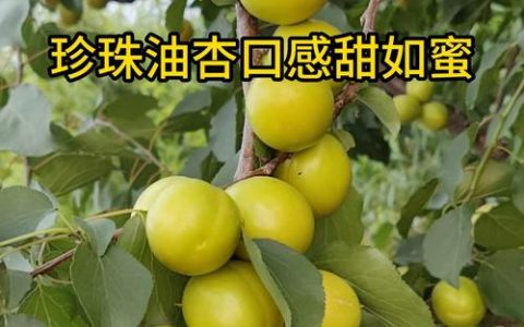 珍珠油杏几年挂果？实生苗与嫁接苗区别及挂果时间详解