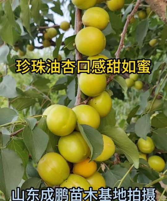 珍珠油杏几年挂果？实生苗与嫁接苗区别及挂果时间详解