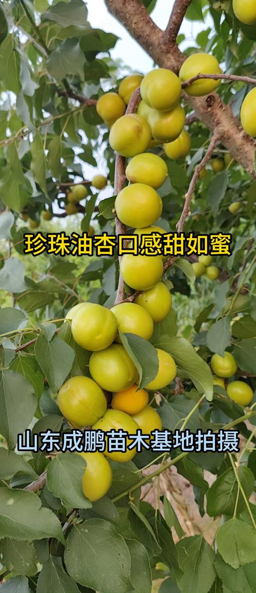 珍珠油杏几年挂果?实生苗与嫁接苗区别及挂果时间详解 珍珠油杏几年挂果?实生苗与嫁接苗区别及挂果时间详解