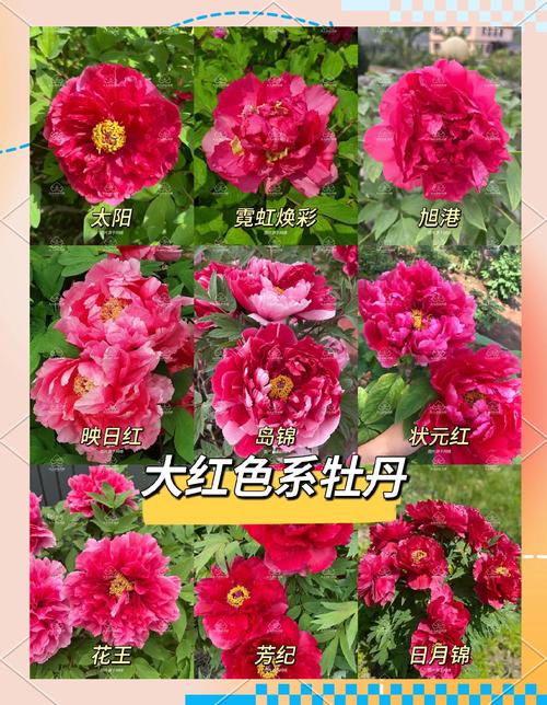 牡丹是什么花?花中之王的植物档案与养护全指南 常见误区与纠正
