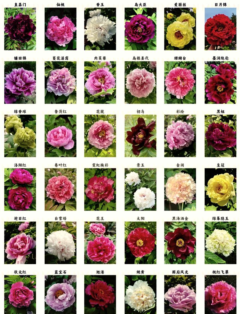 牡丹是什么花?花中之王的植物档案与养护全指南 FAQ:牡丹养护常见问题解答