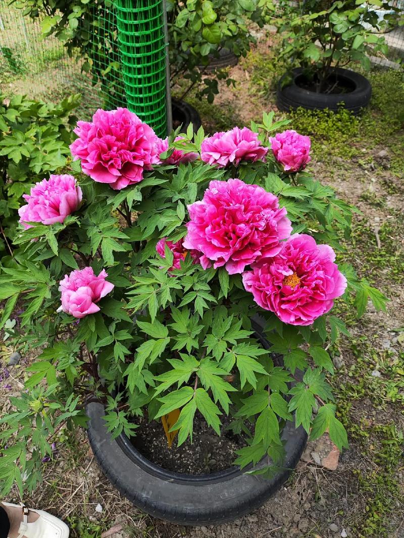 牡丹是什么花?花中之王的植物档案与养护全指南 总结:三条可执行的核心动作