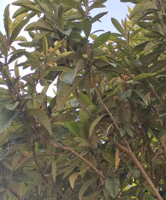 家里种枇杷树好不好？庭院种植枇杷树的安全评估与养护全攻略