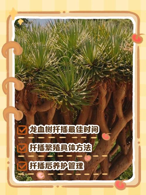 五、养护要点：控水、保湿、耐心