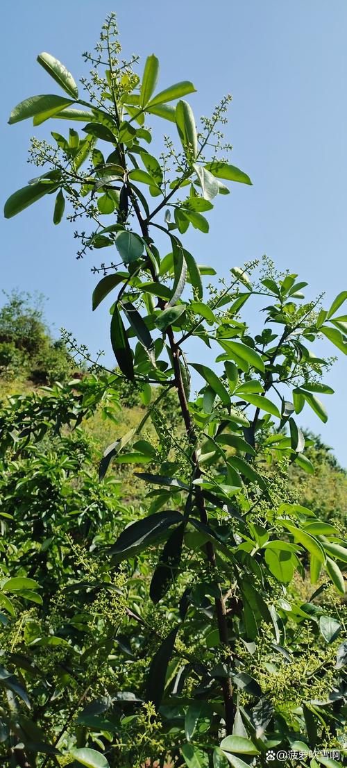 四川最大的花椒批发市场在哪里?——采购渠道分析与品质鉴别指南 四、总结:如何锁定安全供应商