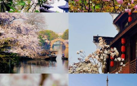 绍兴樱花哪里看？春日赏樱与园艺指南