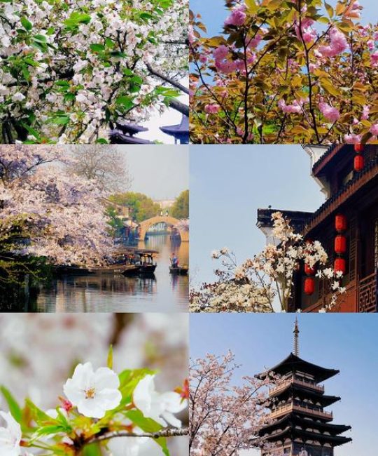 绍兴樱花哪里看？春日赏樱与园艺指南