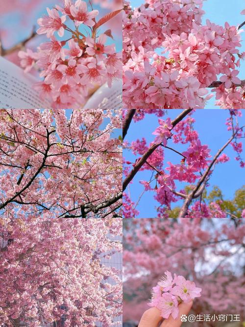 绍兴樱花哪里看?春日赏樱与园艺指南 家庭种植樱花:从选苗到养护