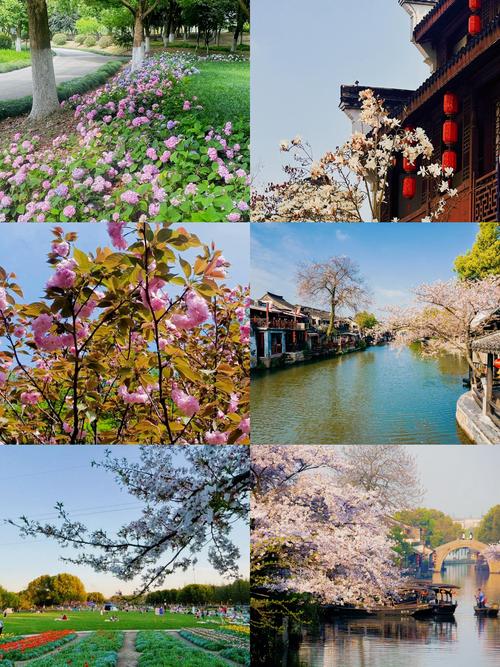 绍兴樱花哪里看?春日赏樱与园艺指南 樱花与文化:花见的意义
